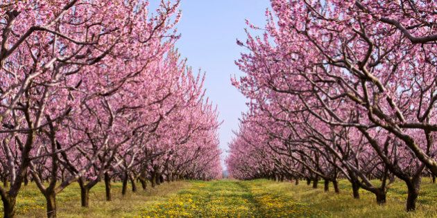 Canada, Ontario, Niagara-on-the-Lake, peach orchards in bloom in spring season