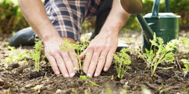 Close Up Of Man Planting Seedlings In Ground On Allotment By Himself