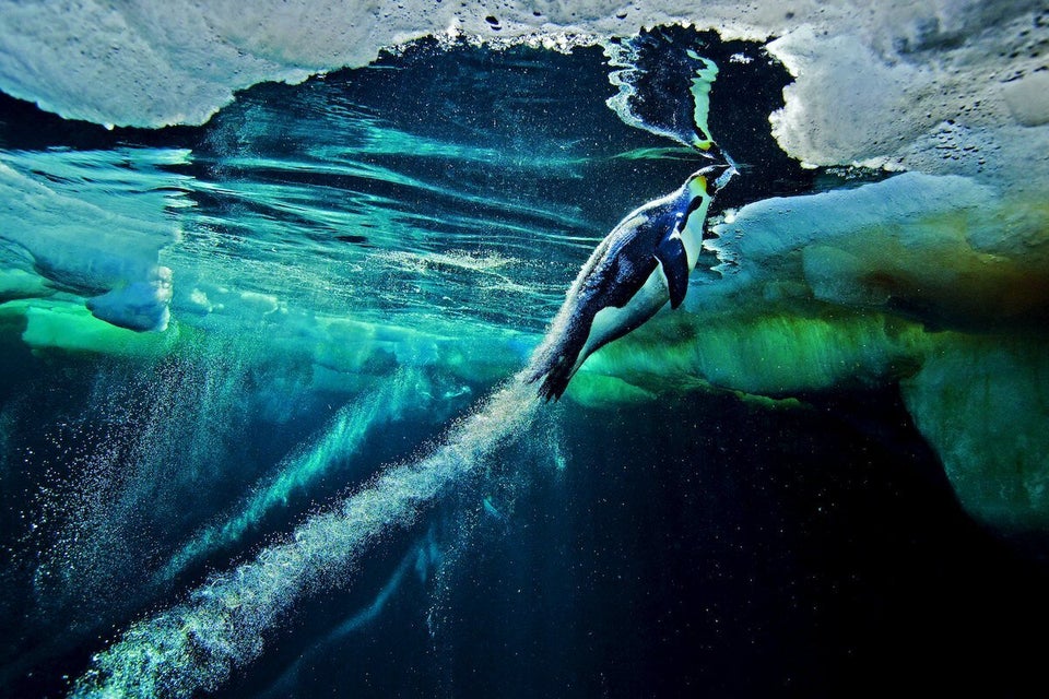 BLAST-OFF By PAUL NICKLEN