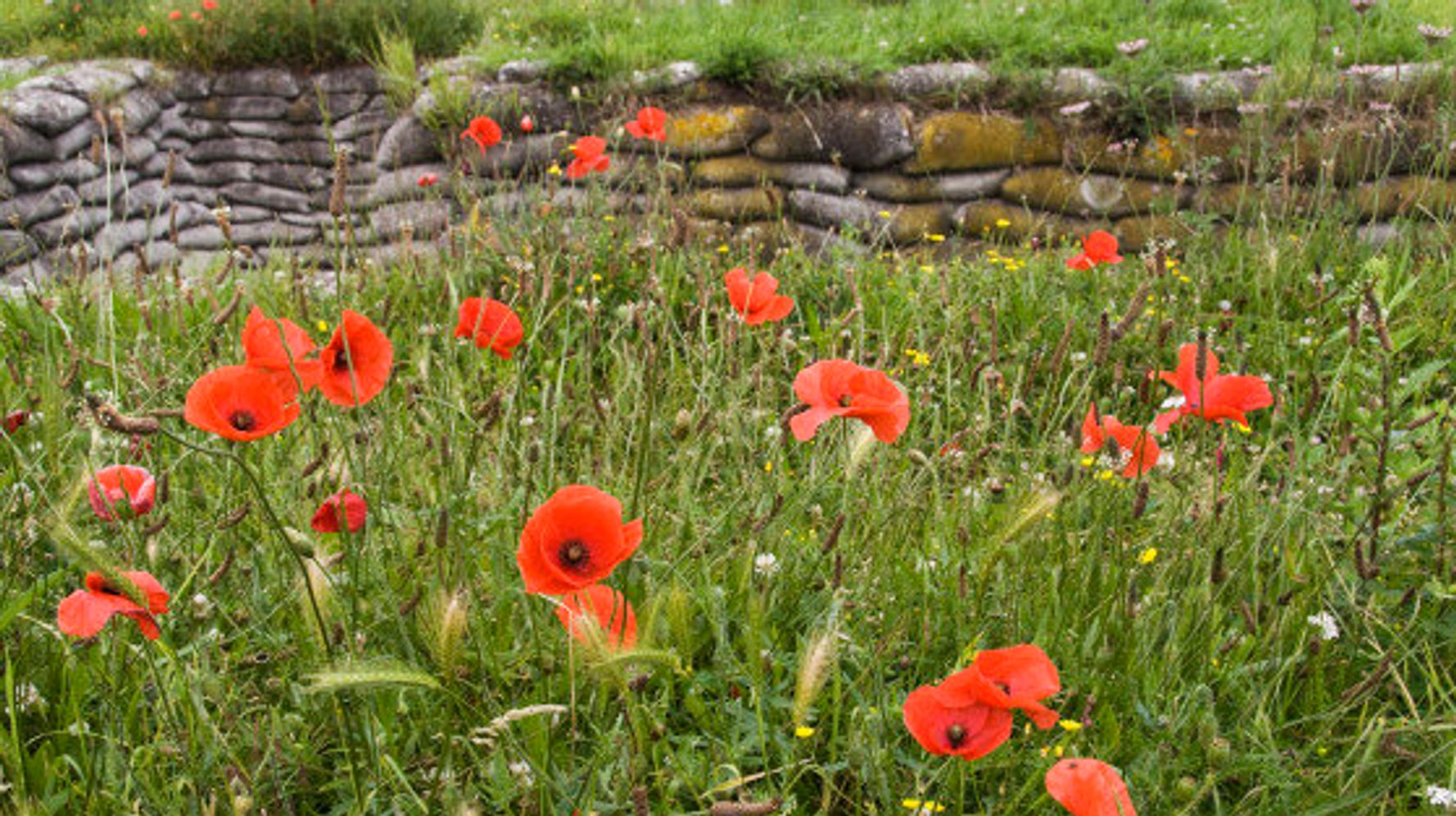 In Flanders Fields  The Canadian Encyclopedia