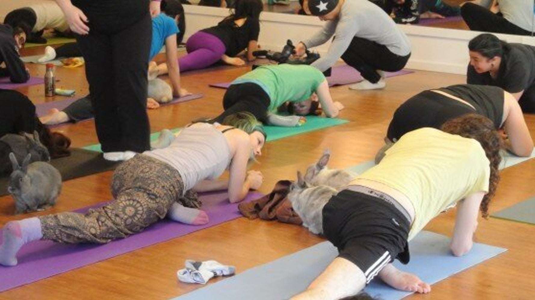Bunny Yoga In Richmond, B.C. Is Hoppin' Along HuffPost British Columbia