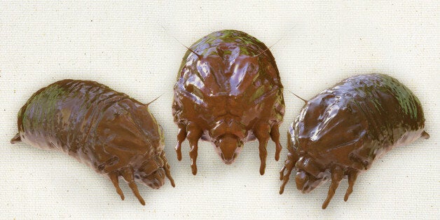 bed bugs wisconsin dells