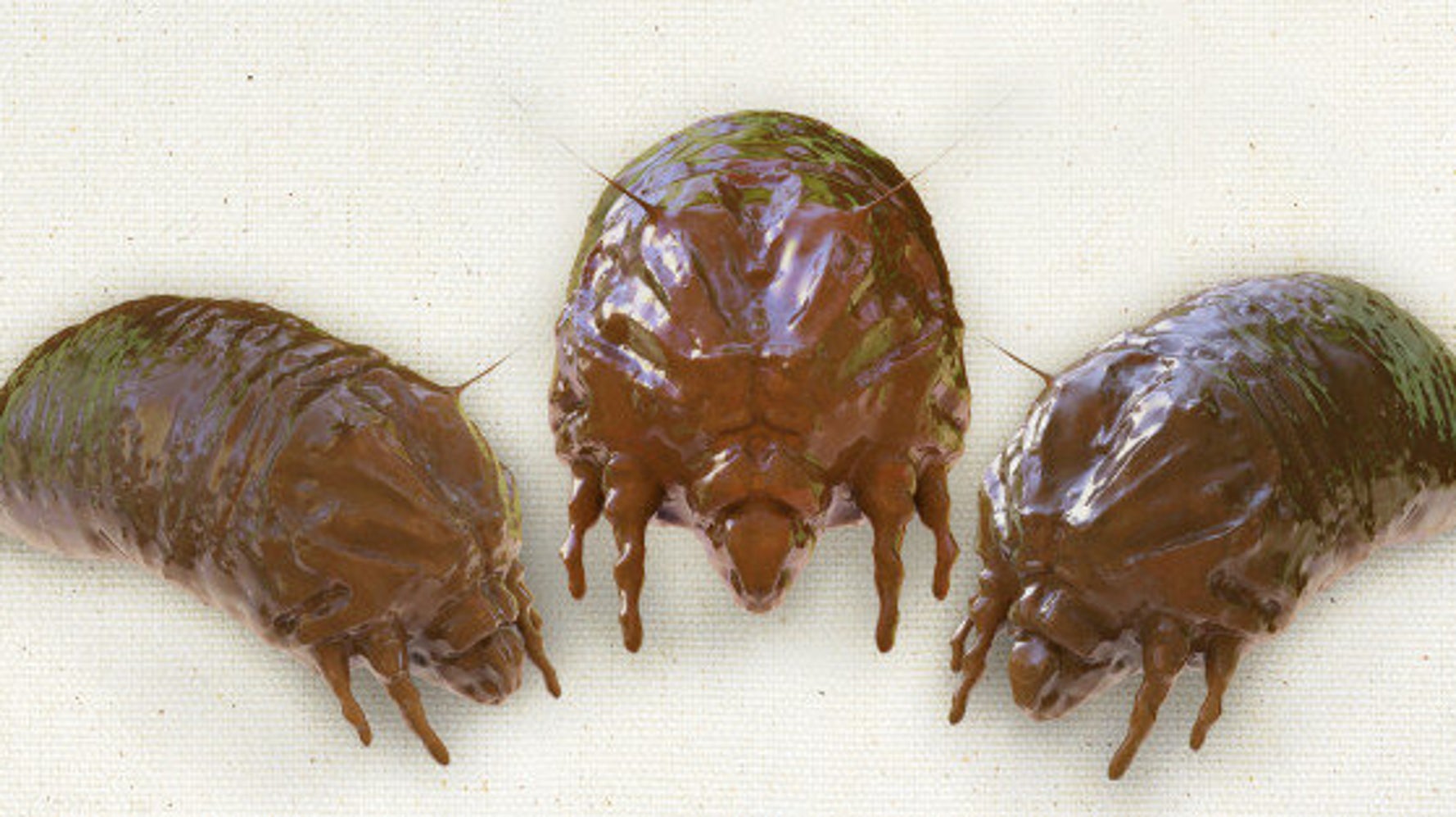 Bed Bug Treatment How To Deal With An Infestation (VIDEO