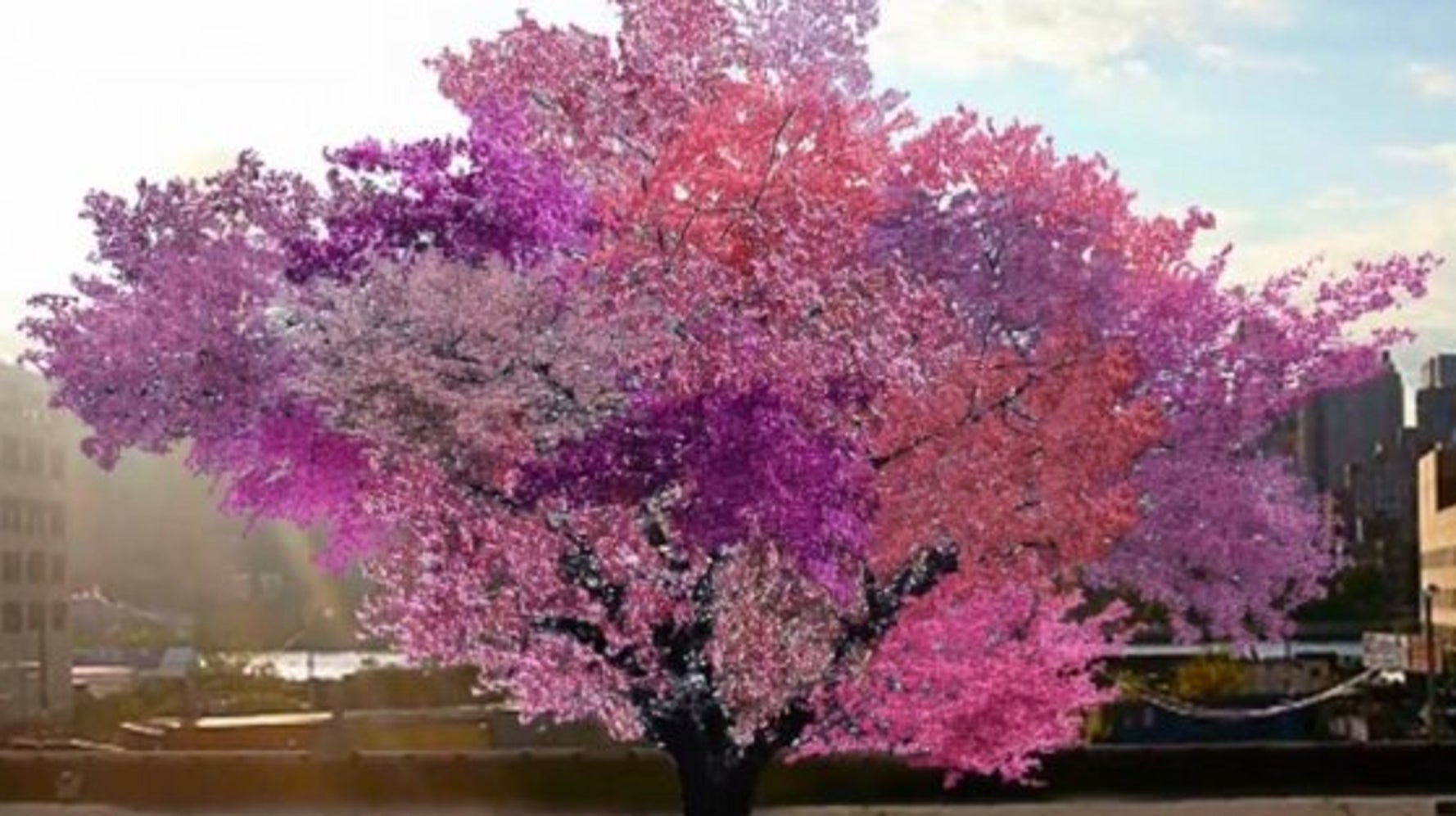 Sam Van Aken's Tree Of 40 Fruits Will Change Your Mind About How Food