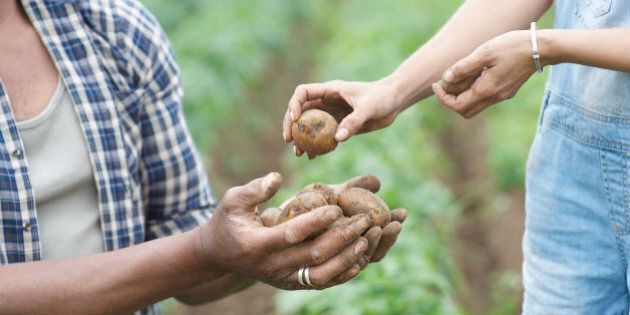 Woman passing potatoes to man on farm.