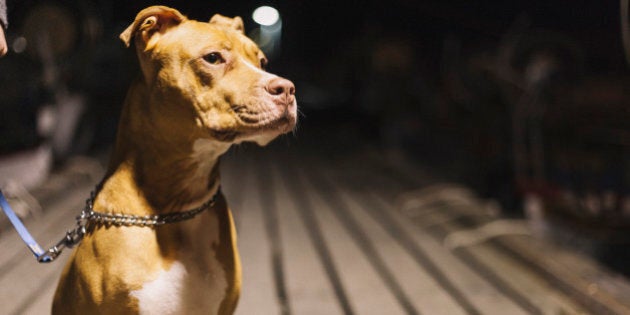 A pit bull is sitting on the pier.