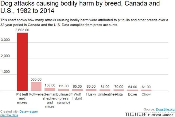 Don T Wait On Public Opinion To Ban Pit Bulls HuffPost Life   5cd6b648210000590076b85c 