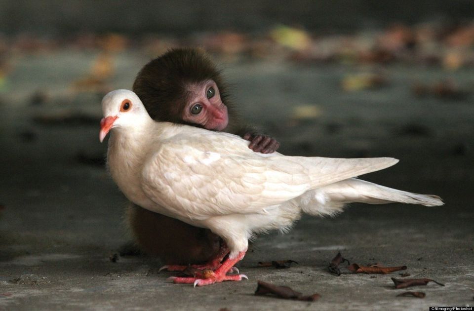 Monkey and Dove