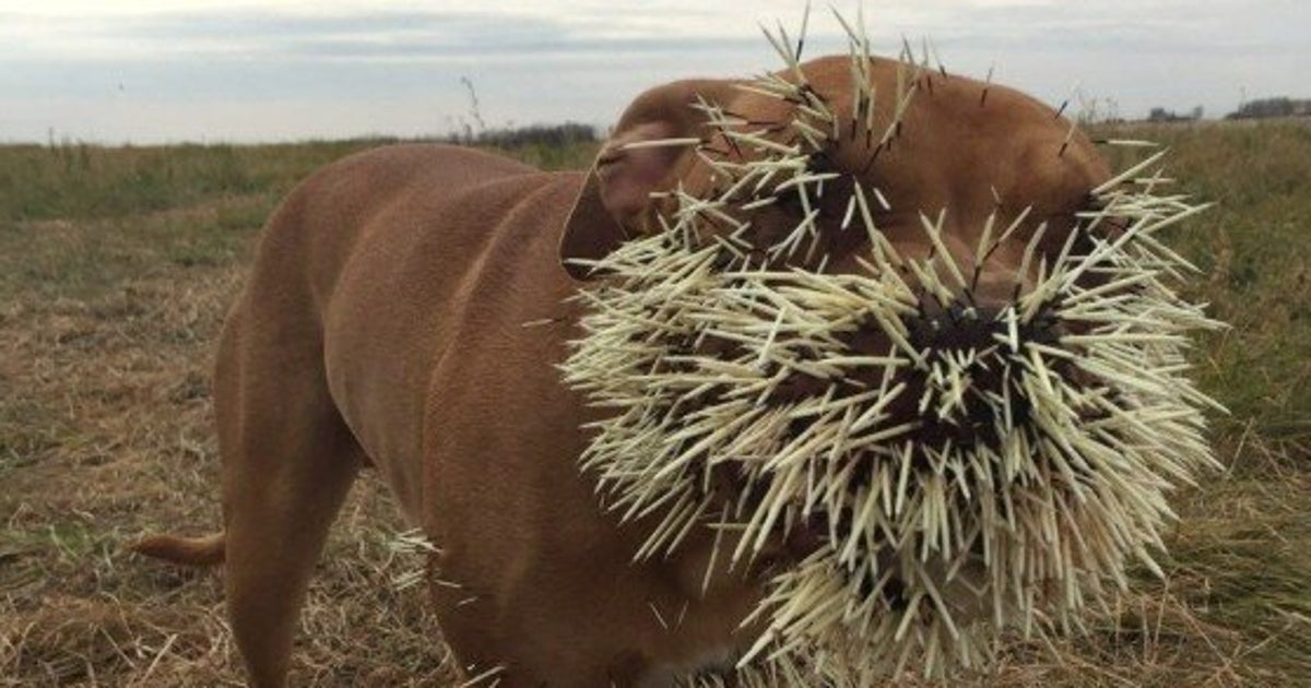 Porcupine Almost Kills Dog In Saskatchewan HuffPost Alberta