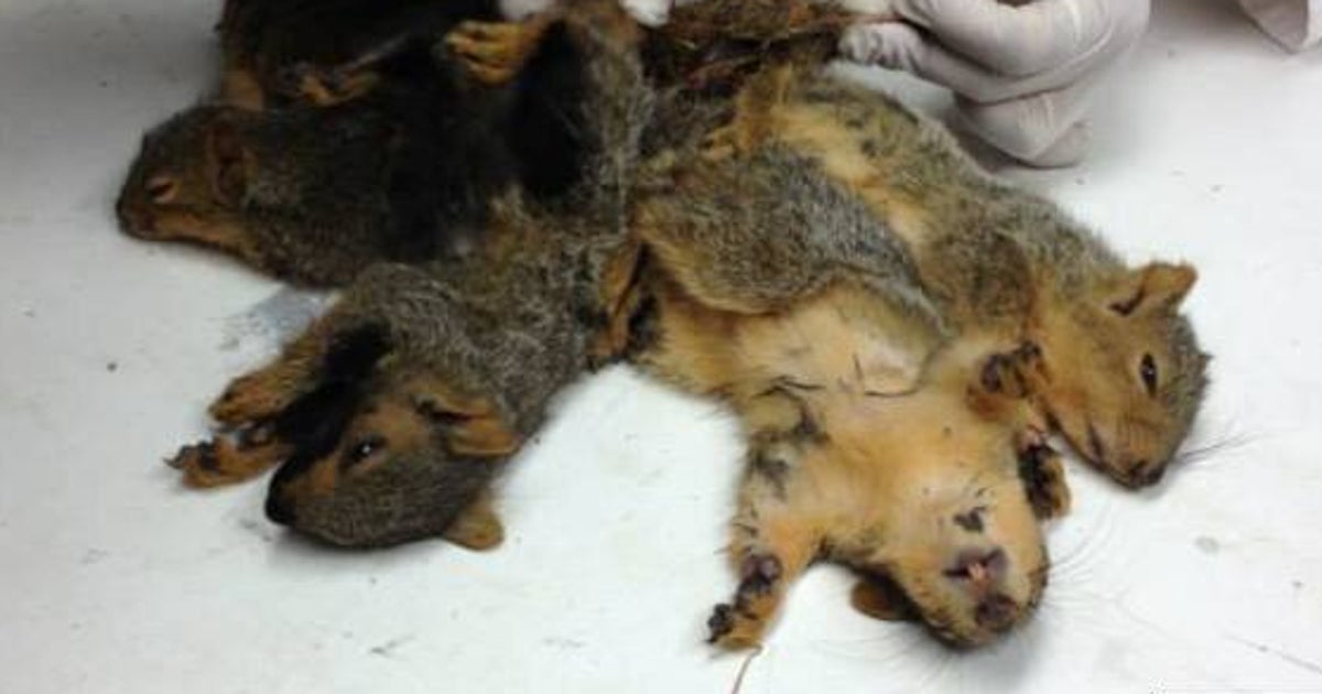 Tangled Squirrels Rescued By Regina Animal Clinic (PHOTOS) HuffPost