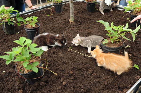 Toronto Humane Society Cat Garden