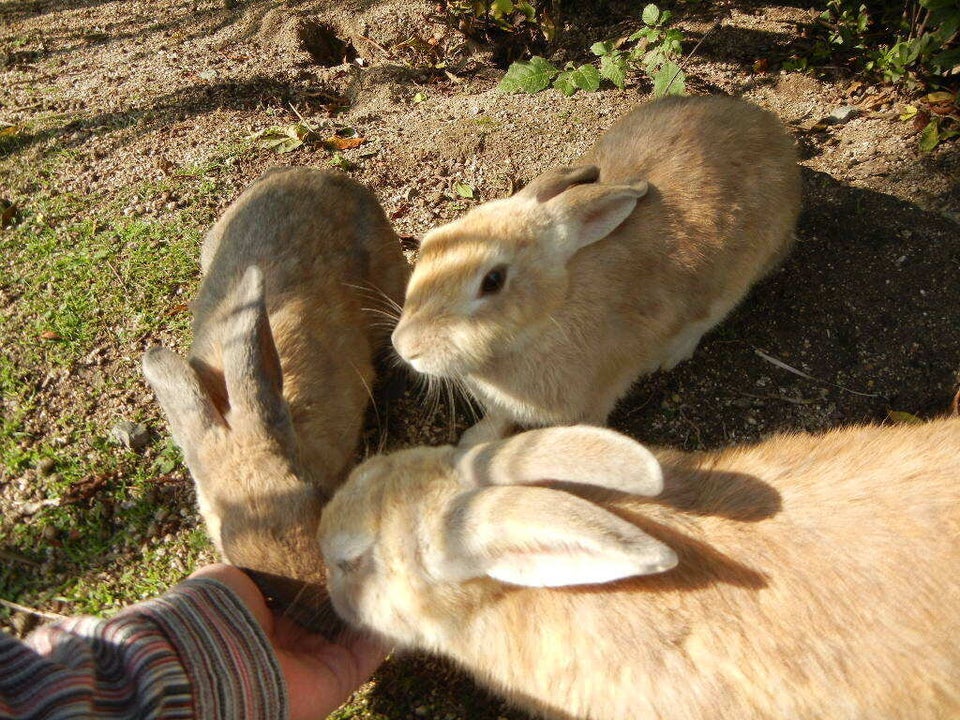 Ōkunoshima: 'Japan's Rabbit Island'