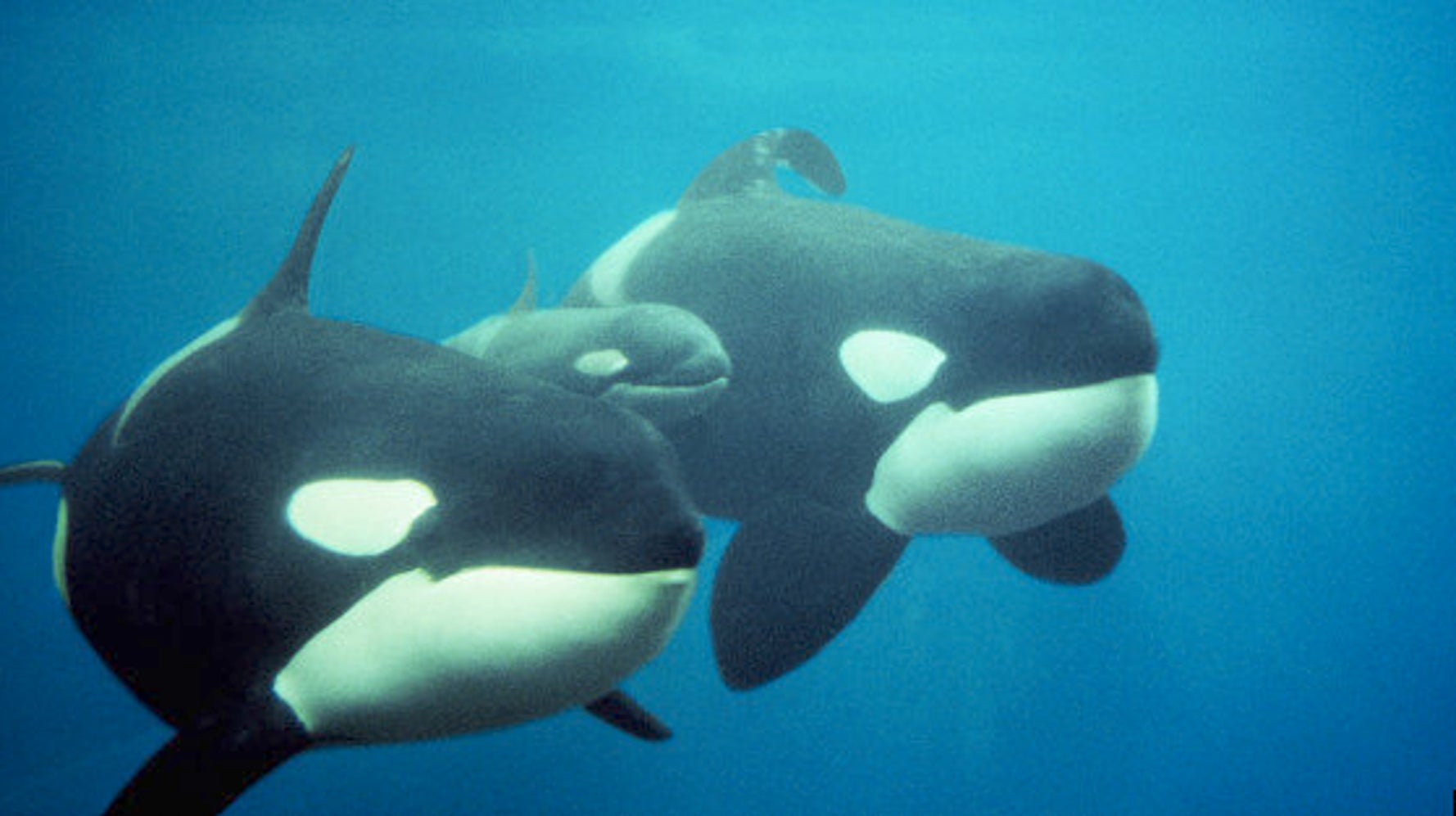 killer whales in captivity sad