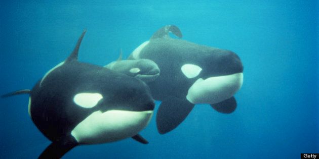 Other common name: orca. Vancouver Aquarium, British Columbia, Canada. Largest member of the dolphin family. Highly active, gregarious animals; usually found in family groups called pods, but individuals not uncommon. Found throughout world's oceans.