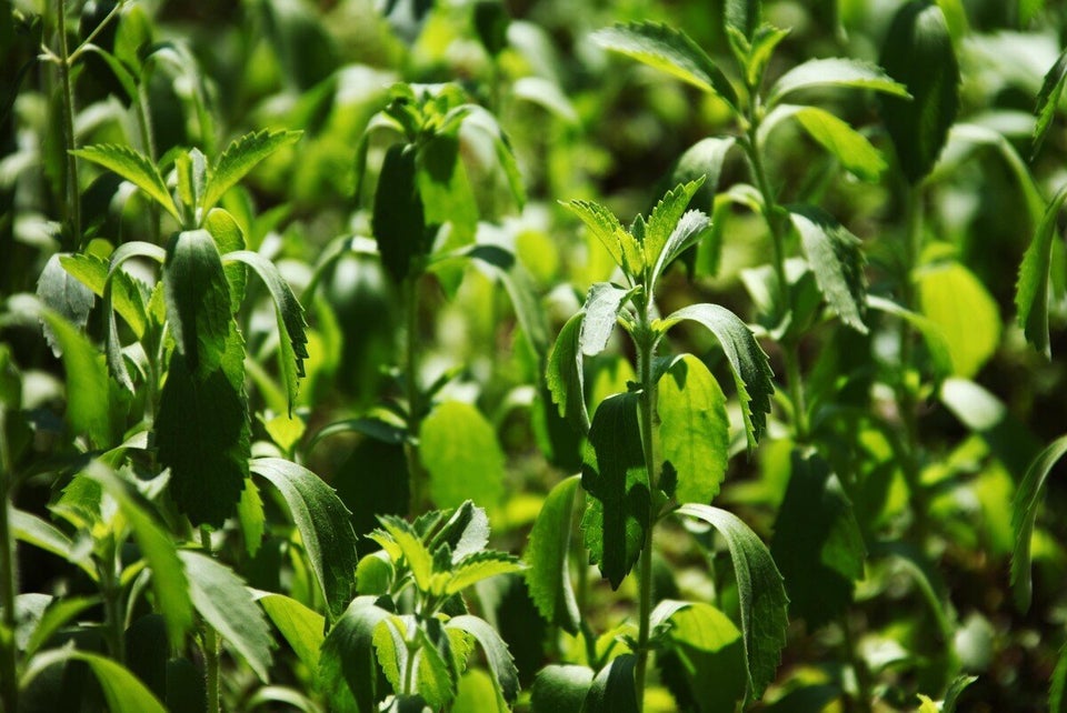 The Stevia Family