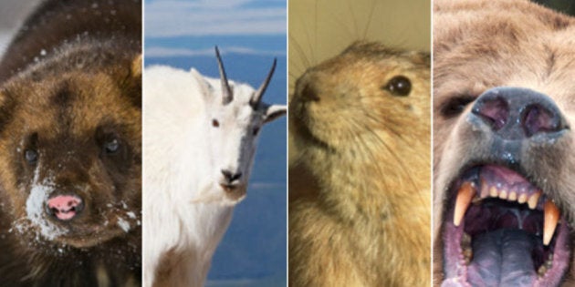 Animals In Alberta: Big, Bad And Beautiful Creatures Roam The Prairie Province | HuffPost Alberta Animals In Alberta: Big, Bad And Beautiful Creatures Roam The Prairie Province | HuffPost Alberta