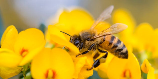 Honey bee on a pea flower in Australia.