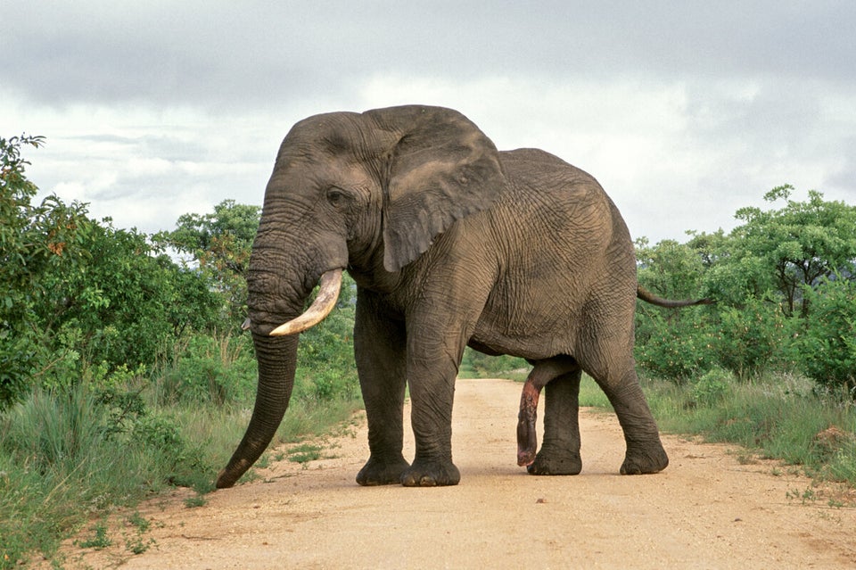 Éléphant d'Afrique