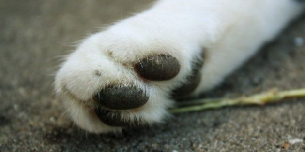 This is a close-up of my cat's paw.