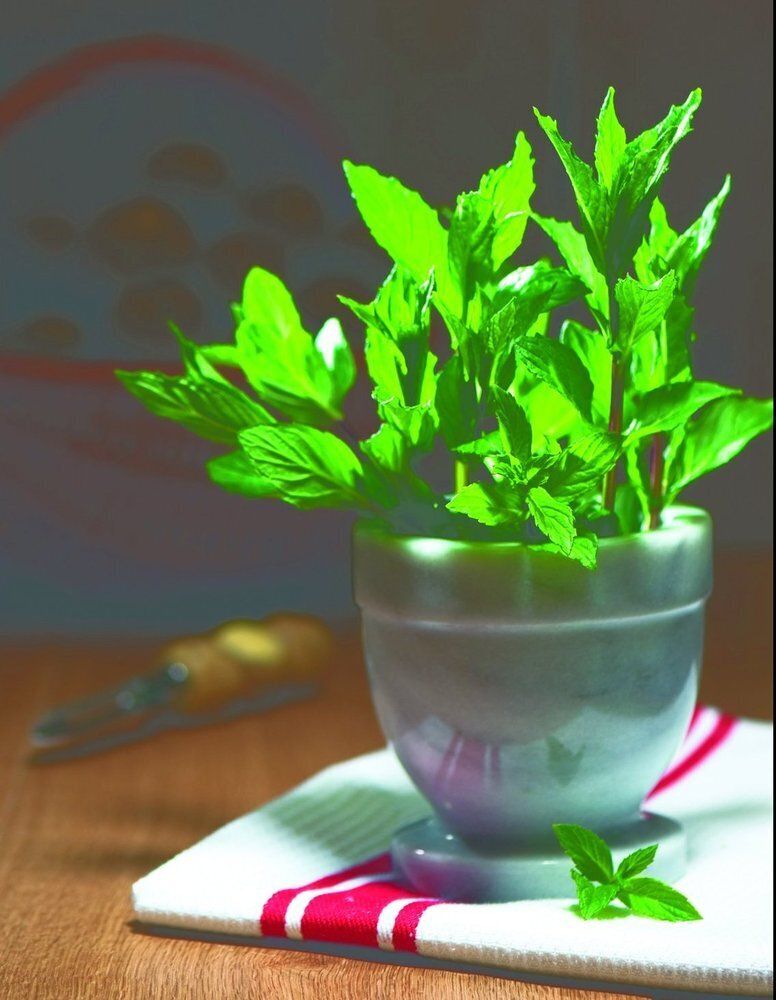 Start A Kitchen Herb Garden