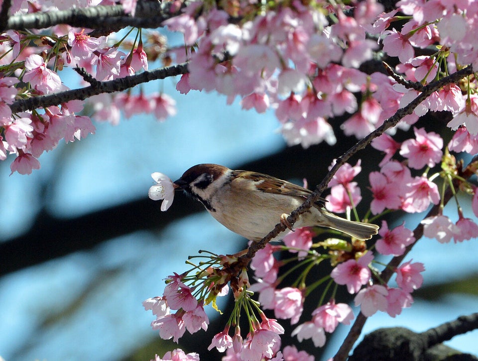 JAPAN-WEATHER-BLOSSOMS