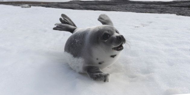 PRINCE EDWARD ISLAND, CANADA - MARCH 23: A young Harp Seal on a beach on March 23, 2010 on Prince Edward Island in the Northern Gulf of St Lawrence, Canada. This year has been the worst ice year on record in the Gulf of St. Lawrence, Canada, meaning that a record number of seal pups are expected to die. Each year hunters travel to the region to hunt the seals for their fur. The IFAW (The International Fund for Animal Welfare) have been documenting the ice conditions in Prince Edward Island and Newfoundland and discovered that few pups remain. Harp seals need ice for giving birth, nursing and resting, and seal mortality is expected to be very high this year as a result of the poor ice conditions. (Photo by Barcroft Media / Getty Images)