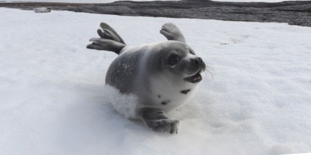 Anthony Bourdain Urges Chefs To Reconsider Seal Hunt Ban (Twitter)