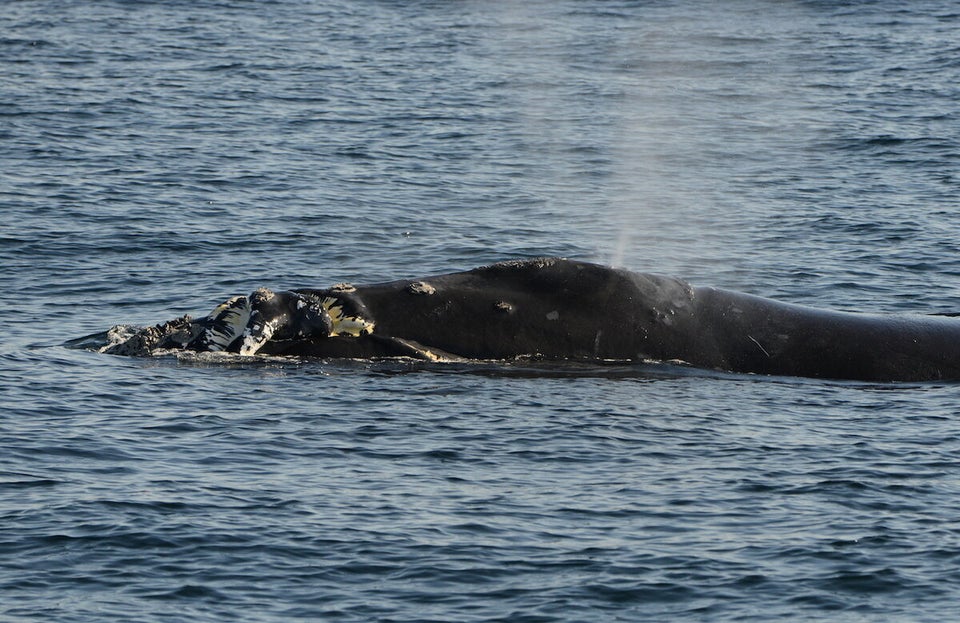 North Pacific Right Whale