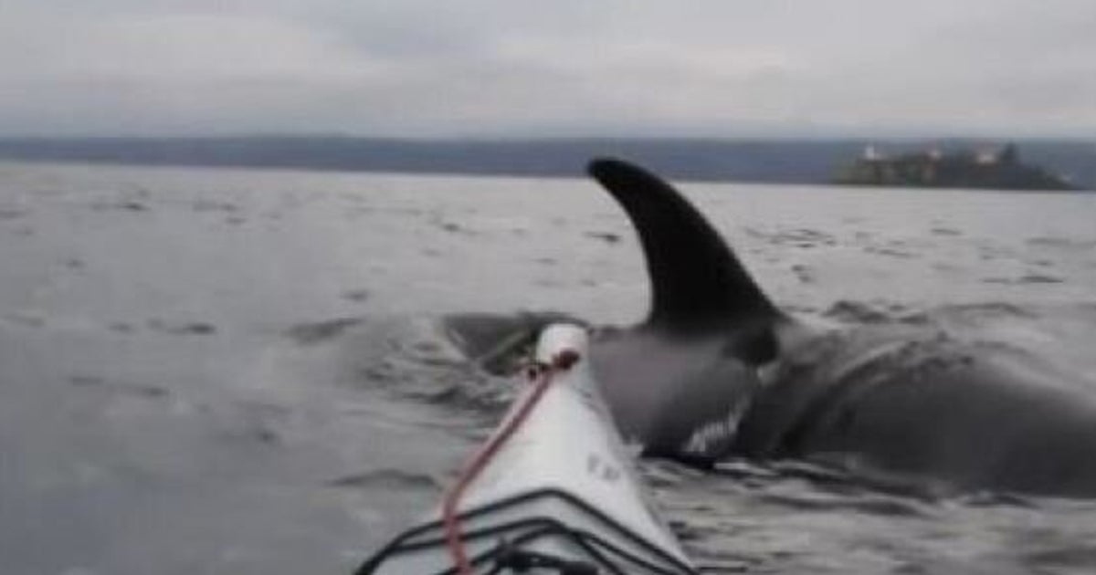 Orca vs. Kayak On Hornby Island Is Too Close For Comfort (VIDEO) HuffPost British Columbia
