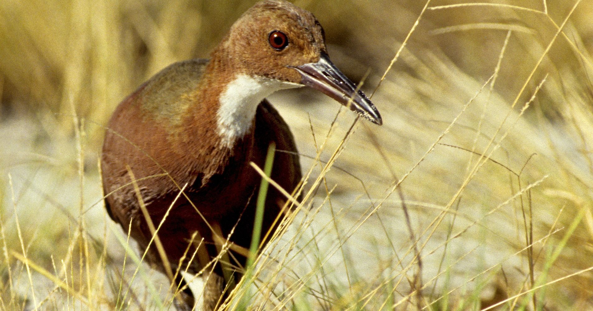 Flightless Birds Went Extinct On A Group Of Islands And Then Evolved Again - HuffPost thumbnail