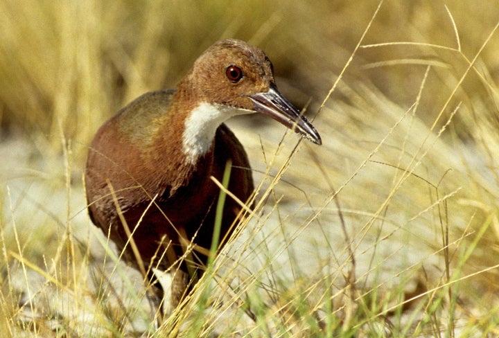 A flightless Aldabra rail walking in the grass on the Aldabra atoll.