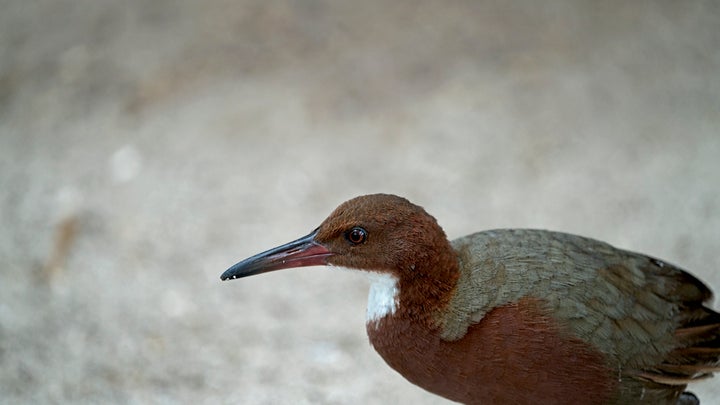 Rails evolving to be flightless twice on the Aldabra atoll is an example of a phenomenon known as iterative evolution.