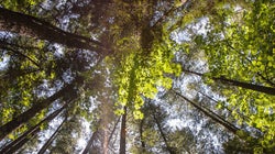 How B.C. Forestry Went From Protests To