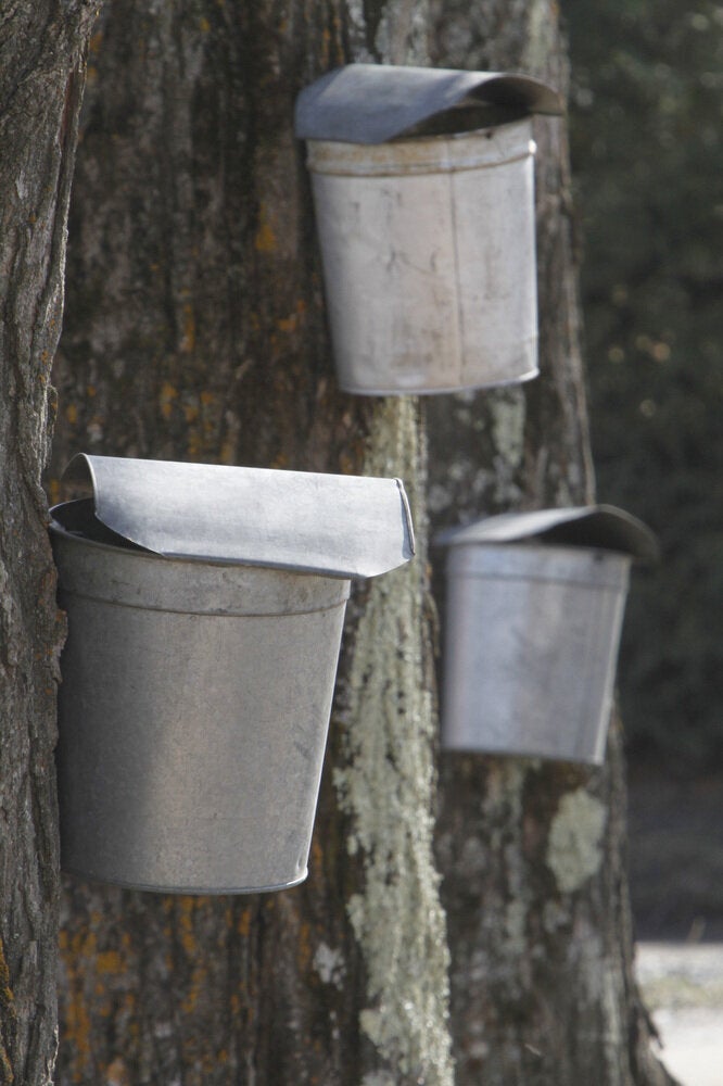 Buckets On Trees