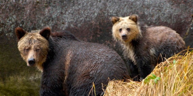 Grizzly Mother And Cub On Along Cliff On Waters Edge In Great Bear Rainforest Of Northwest British Columbia. (Photo By: MyLoupe/UIG Via Getty Images)