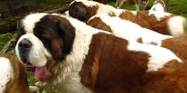 42 saint bernards