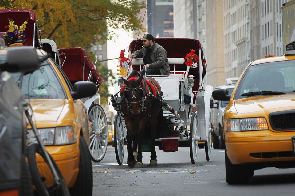Debate Over NYC Carriage Horses Intensifies After 2 Horses Collapse In A Month