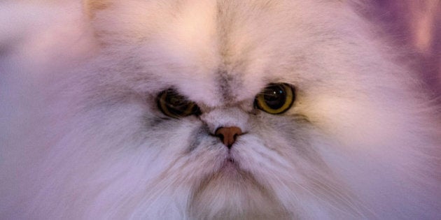 BIRMINGHAM, ENGLAND - NOVEMBER 23: A cat looks out of its cage at the Governing Council of the Cat Fancy's 'Supreme Championship Cat Show' at the NEC Arena on November 23, 2013 in Birmingham, England. The one-day Supreme Cat Show is one of the largest cat fancy competitions in Europe with over one thousand cats being exhibited. Exhibitors aim to have their cat named as the show's 'Supreme Exhibit' from the winners of the individual categories of: Persian, Semi-Longhair, British, Foreign, Burmese, Oriental, Siamese. (Photo by Matt Cardy/Getty Images)