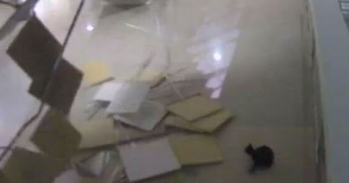 Cat Falls From Ceiling At Sochi Olympic Venue (VIDEO) HuffPost News
