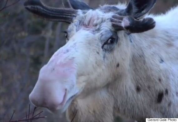 albino bull moose