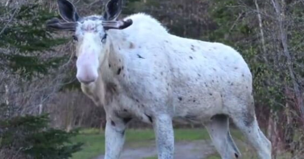 piebald moose