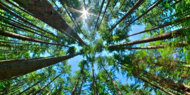 Fisheye HDR view looking directly up in dense Canadian pine forest with sun glaring in clear blue sky as trees reach for the sky