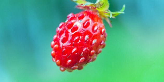 Woodland strawberry (Fragaria vesca) bright red fruit close-up