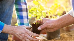There's More To Planting A Tree Than Sticking It In The