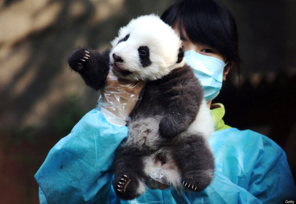 Baby Pandas China: 14 New Babies On Display At Breeding Base | HuffPost