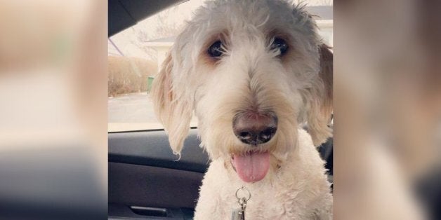 westjet flying with dogs