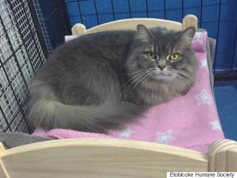 IKEA Donates Doll Beds For Cats At Etobicoke Humane Society | HuffPost News