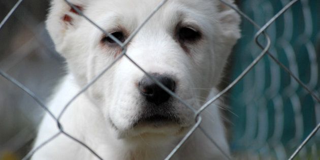 Sad Young puppy in shelter waiting for new owner