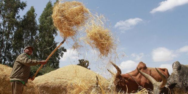 Photo taken on February 21, 2014 shows a farmer winnowing a dried teff crop to separate seeds from stalks at Ada village in Bishoftu town, Oromia region of Ethiopia. AFP PHOTO/Solan GEMECHU (Photo credit should read SOLAN GEMECHU/AFP/Getty Images)