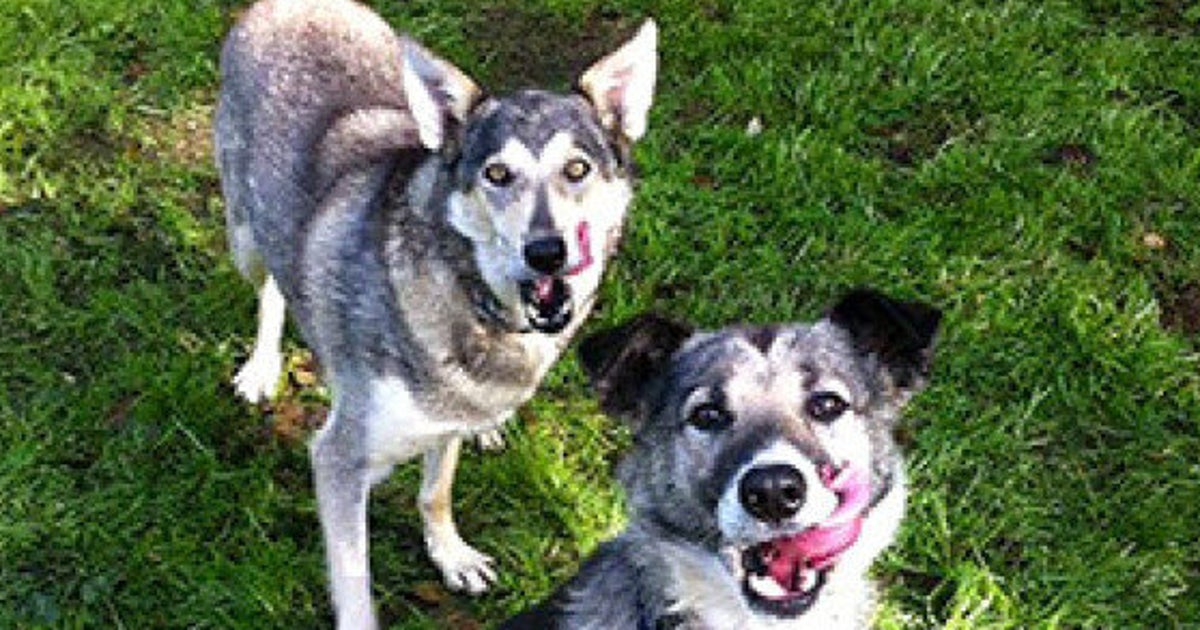 Whistler Sled Dogs Massacre Survivors Still Need Homes SPCA HuffPost British Columbia